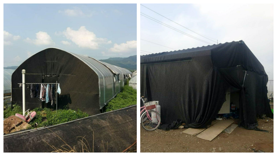 기업형 농장에서 근무하는 이주 노동자의 숙소는 대개 검은 천막을 두른 비닐하우스다. 사진 제공 포천이주노동자센터 김달성 목사