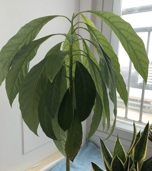 어느덧 두 해를 살아 낸 아보카도 나무. 사진 제공 프리다