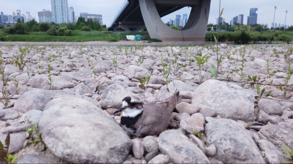 금강 자갈밭 위에 포란하는 흰목물떼새. 사진 제공 김병기