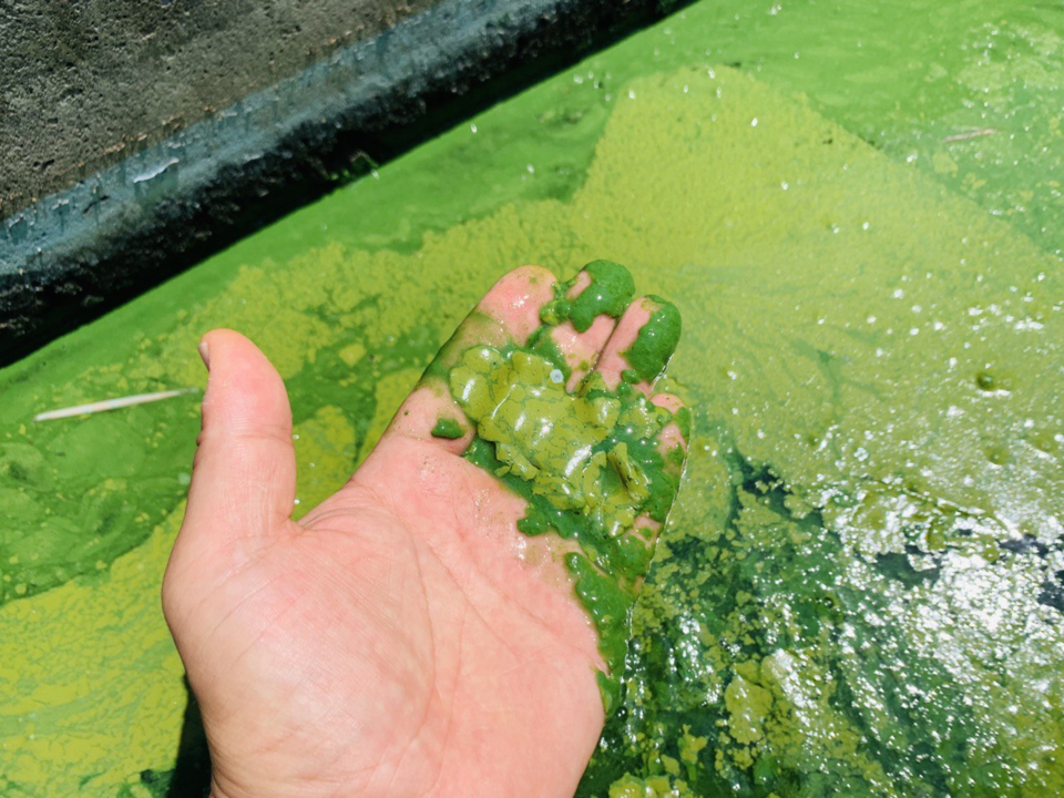 금강 농수로에 흐르는 녹조 곤죽. 사진 제공 보철거시민행동
