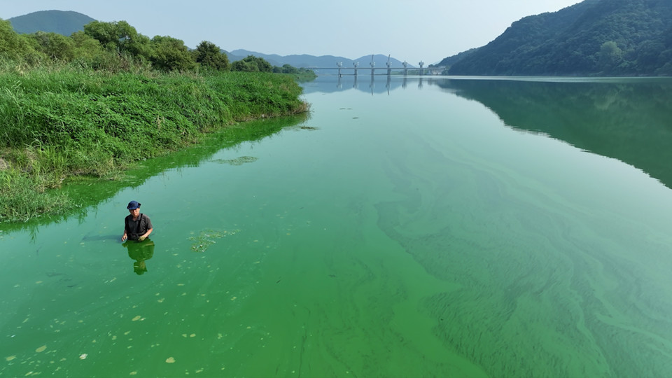 보에 막힌 강은 독성 물질이 가득한 녹조로 변했다. 사진 제공 뉴스타파