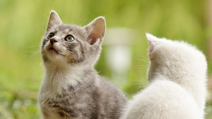 비인간 존재가 안전한 세상