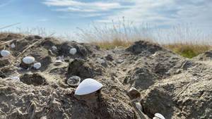 나무의 말, 조개 무덤