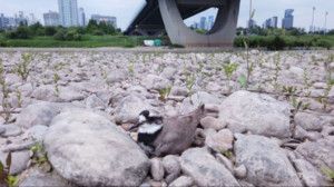 윤석열의 '물 내란' 저지, 그게 끝이어서는 안 된다