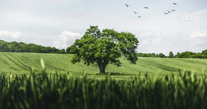 [창조절 넷째 주일] 그들 사이에 큰 구렁텅이가 놓여 있어