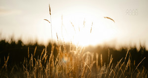 [성령강림절 후 스무째 주일] 자비를 베풀어 주십시오