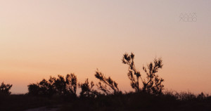 [성령강림절 후 스물한째 주일] 돌무화과나무에게서 배우길